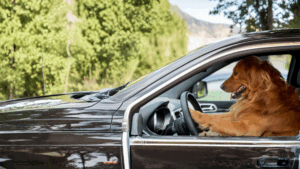 golden retriever dog driving a car